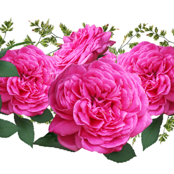 flowers-4831376_1920